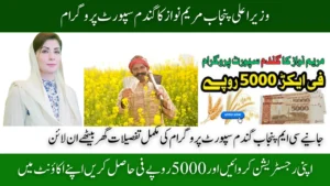 CM Punjab Wheat Support Program 2025, Online Enrollment and CNIC Assessment