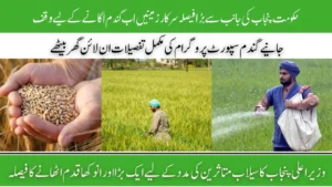 Punjab Chief Minister Directs Wheat Farming on State-Owned Lands, Complete Overview